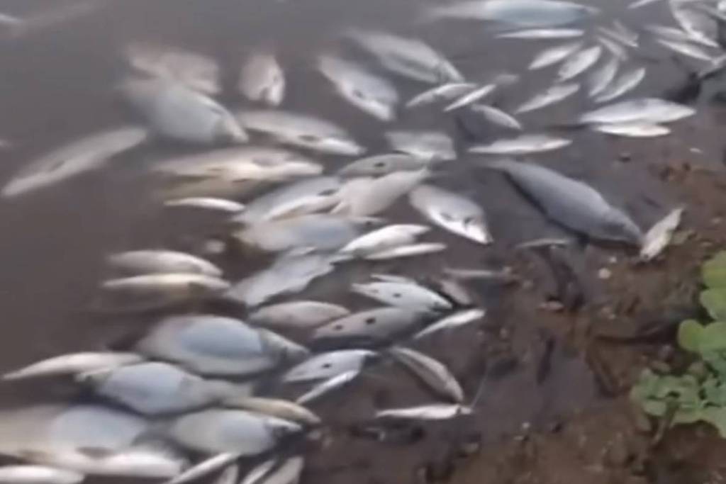 Investigação sobre a mortandade de peixes no rio Paraopeba