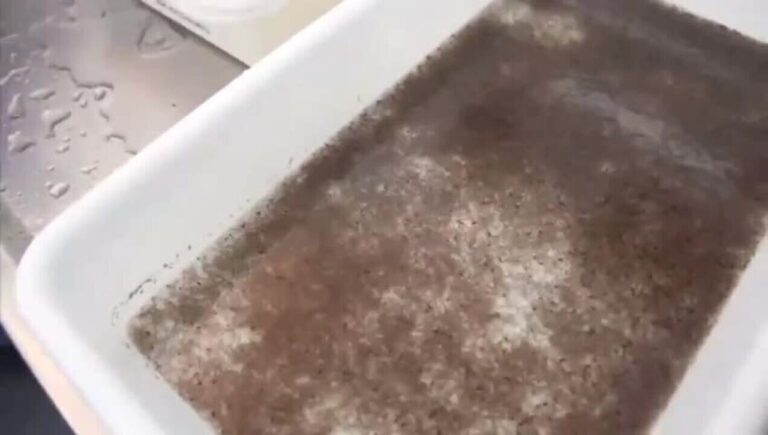 Cientistas criam fungo com aroma floral que elimina mosquitos da dengue e zika