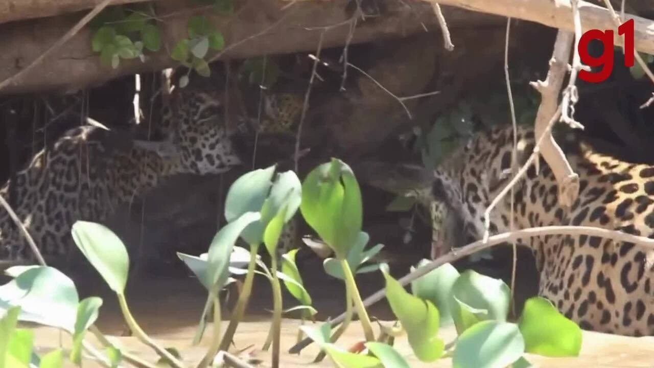 Onças disputam cabo de guerra com sucuri no Pantanal de MT