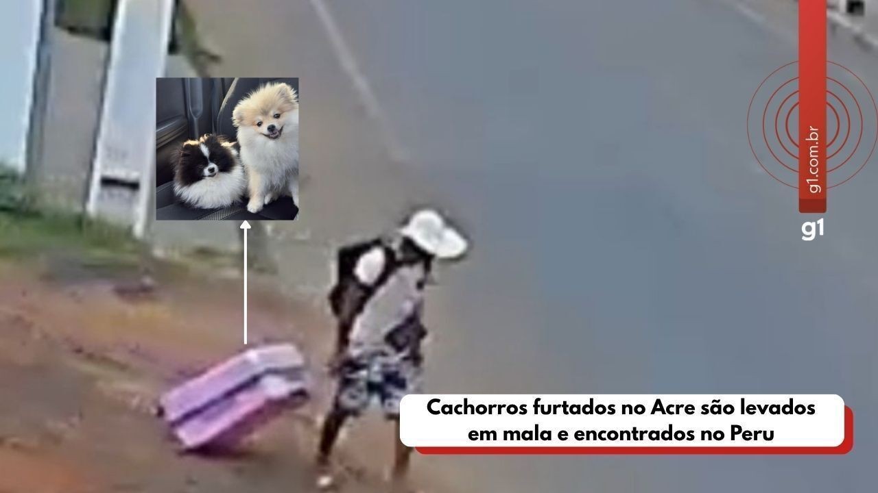 Cachorros furtados no Acre são encontrados no Peru após grande mobilização