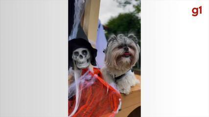 Concurso de fantasias de Halloween para pets em Itapetininga