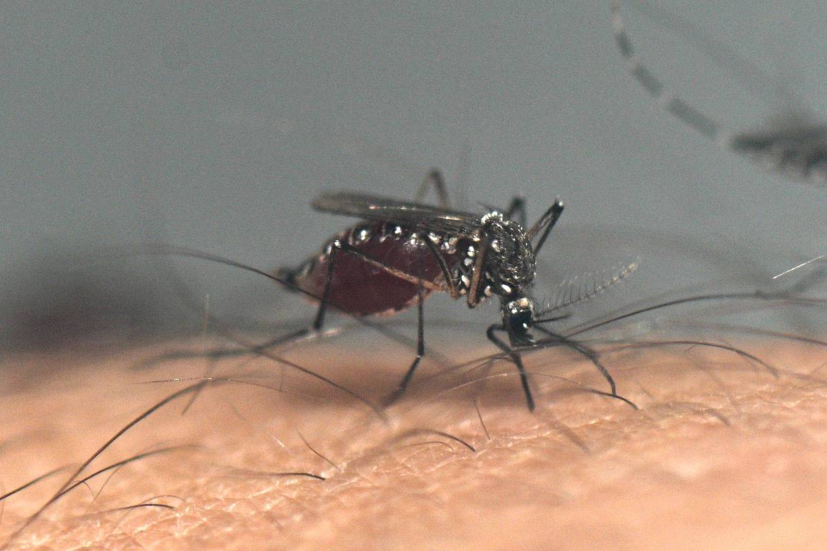 Impacto do vírus da zika no cérebro pode aumentar risco de diabetes tipo 2