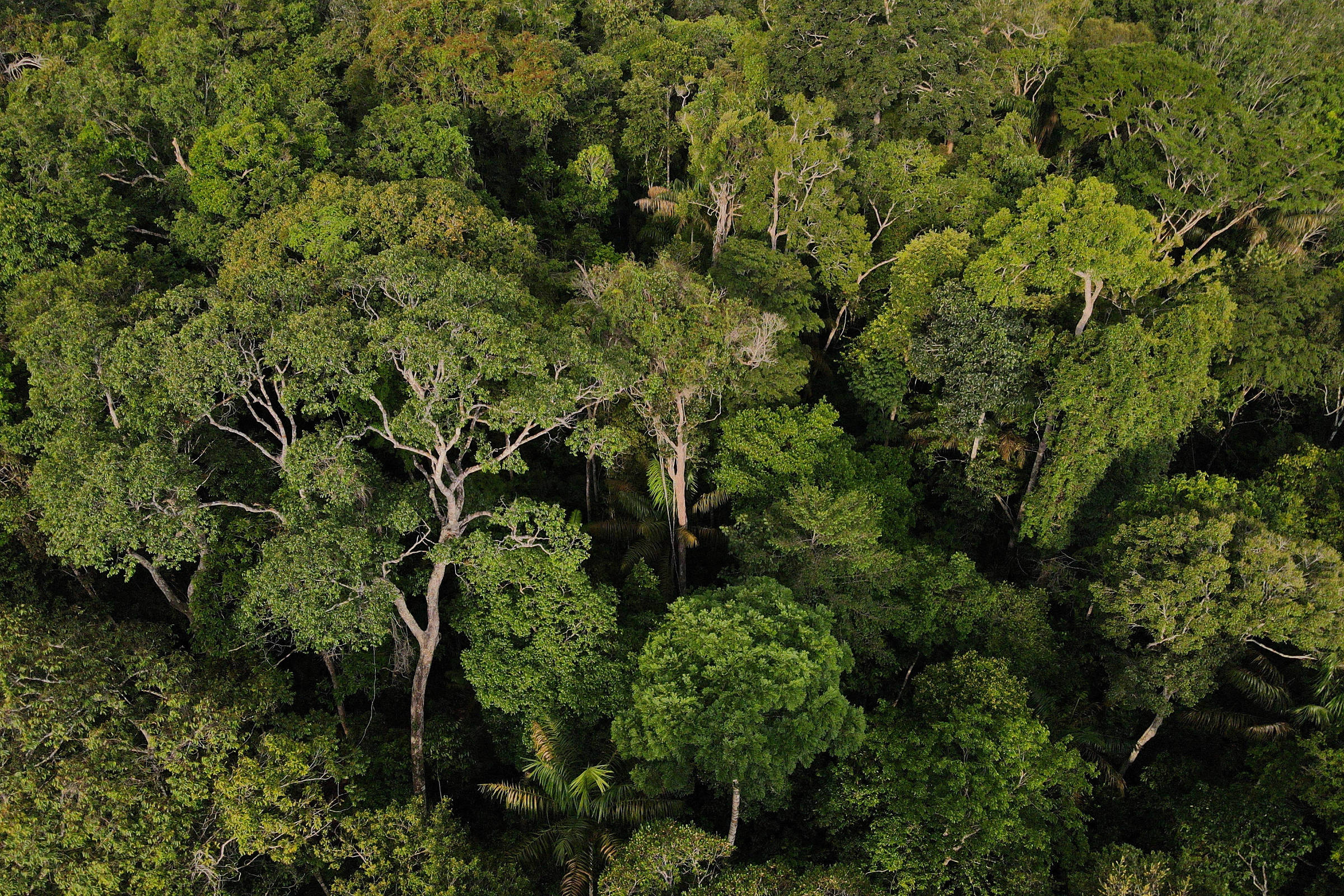 Mercado de carbono: série de reportagens da Folha