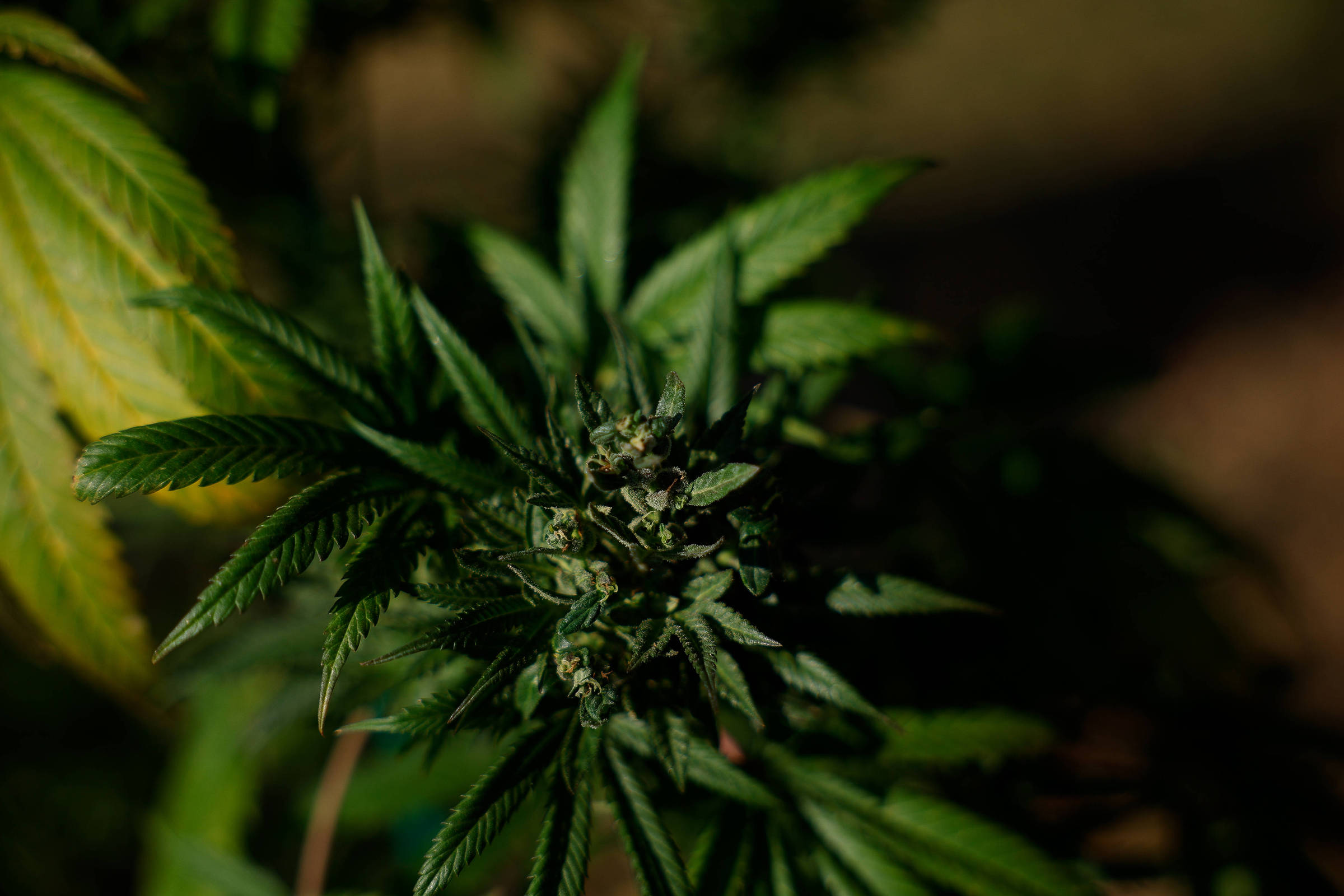 Crescimento do skunk colombiano no Brasil
