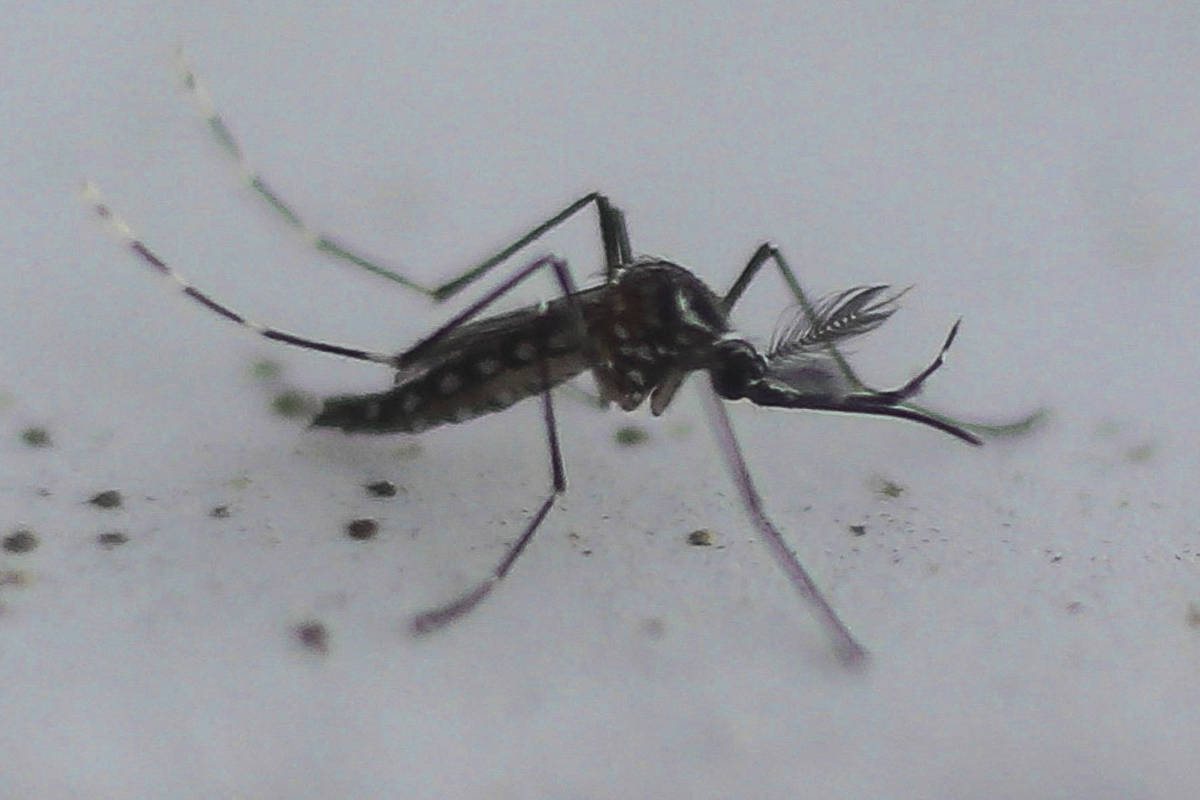 Vacina da dengue do Butantan deve ser aprovada pela Anvisa até dezembro