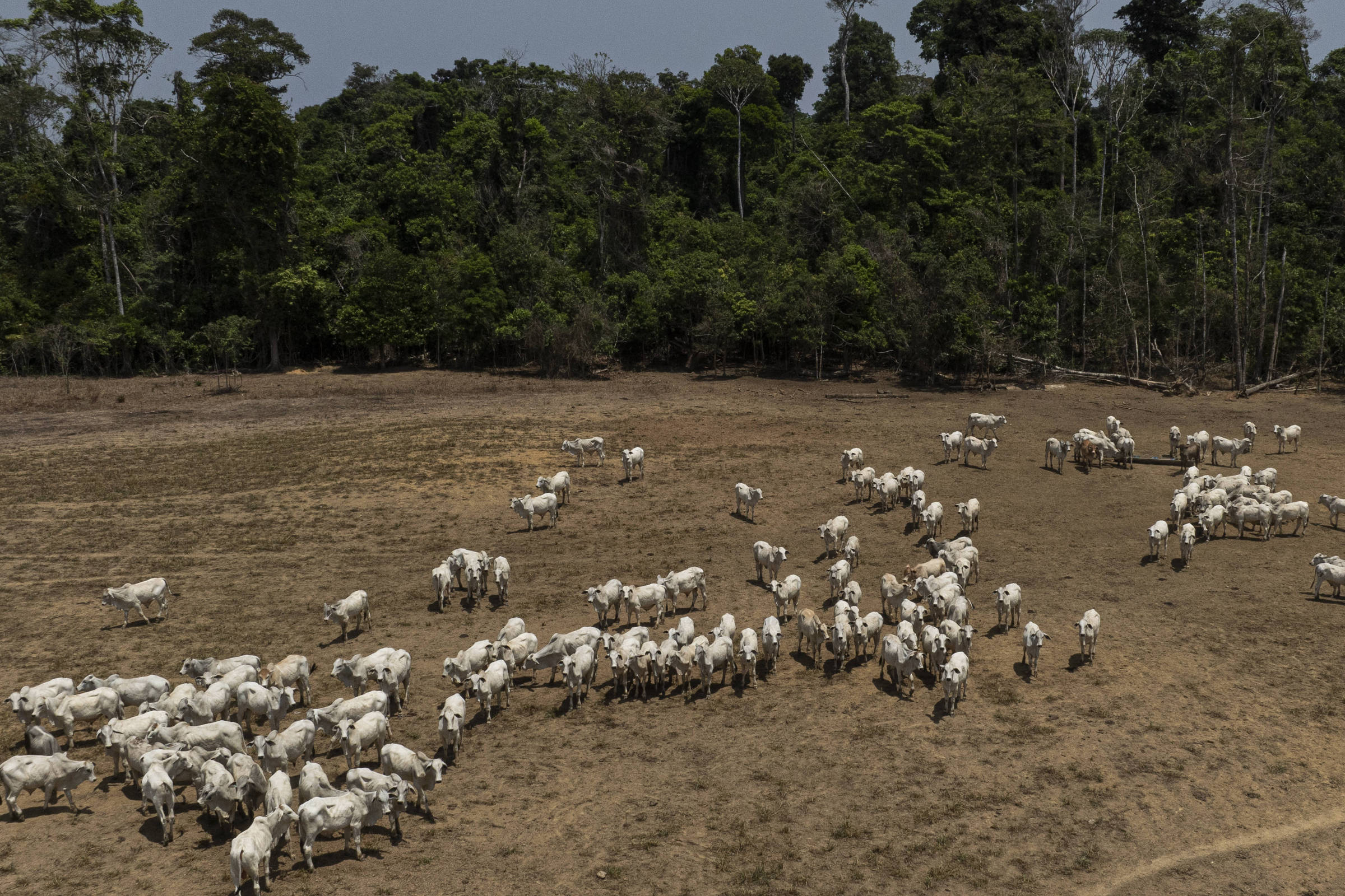 Financiamento climático para o agronegócio: demandas à COP30
