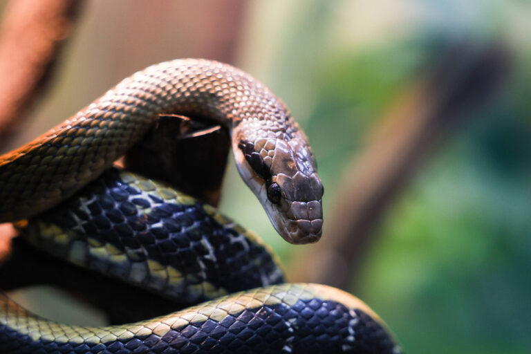 Explore planetas e cobras em São Paulo