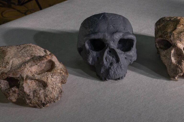 Crânio antigo pode reescrever a história da evolução humana