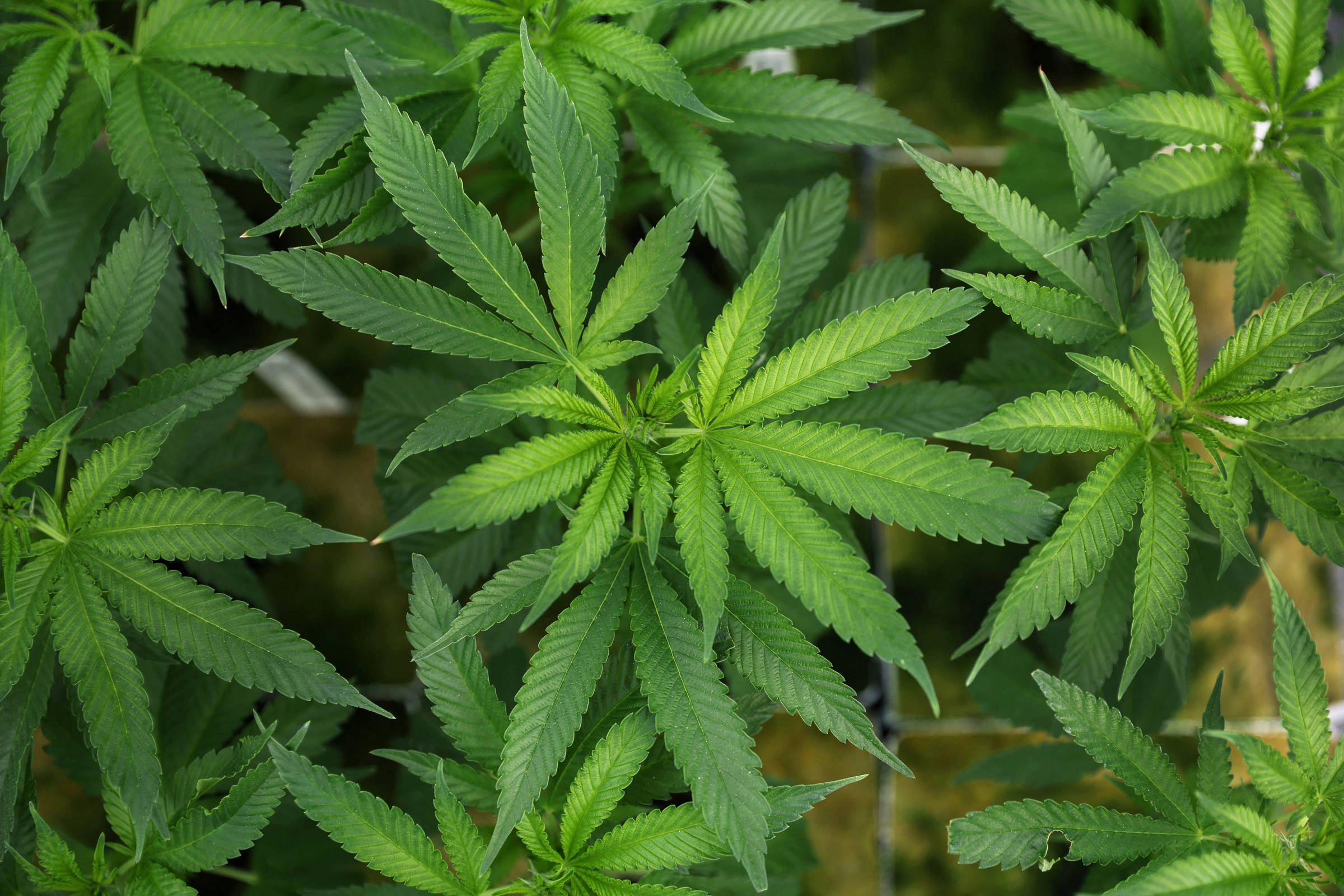 Extrato de cannabis pode ser solução para dores lombares