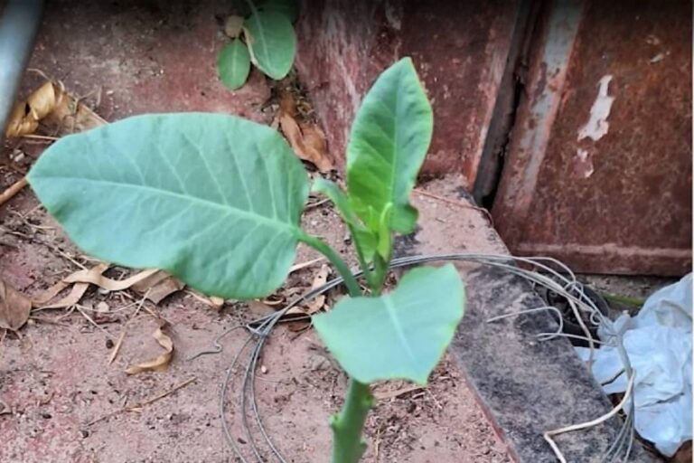 Intoxicação por falsa couve afeta quatro pessoas em Minas Gerais