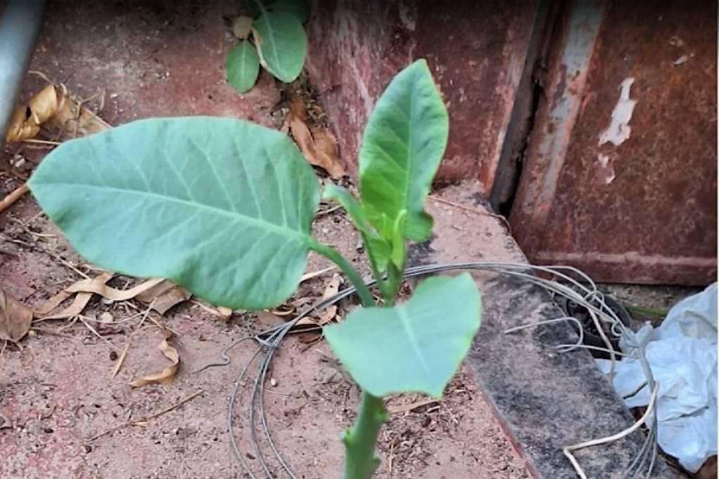 Intoxicação por falsa couve afeta quatro pessoas em Minas Gerais