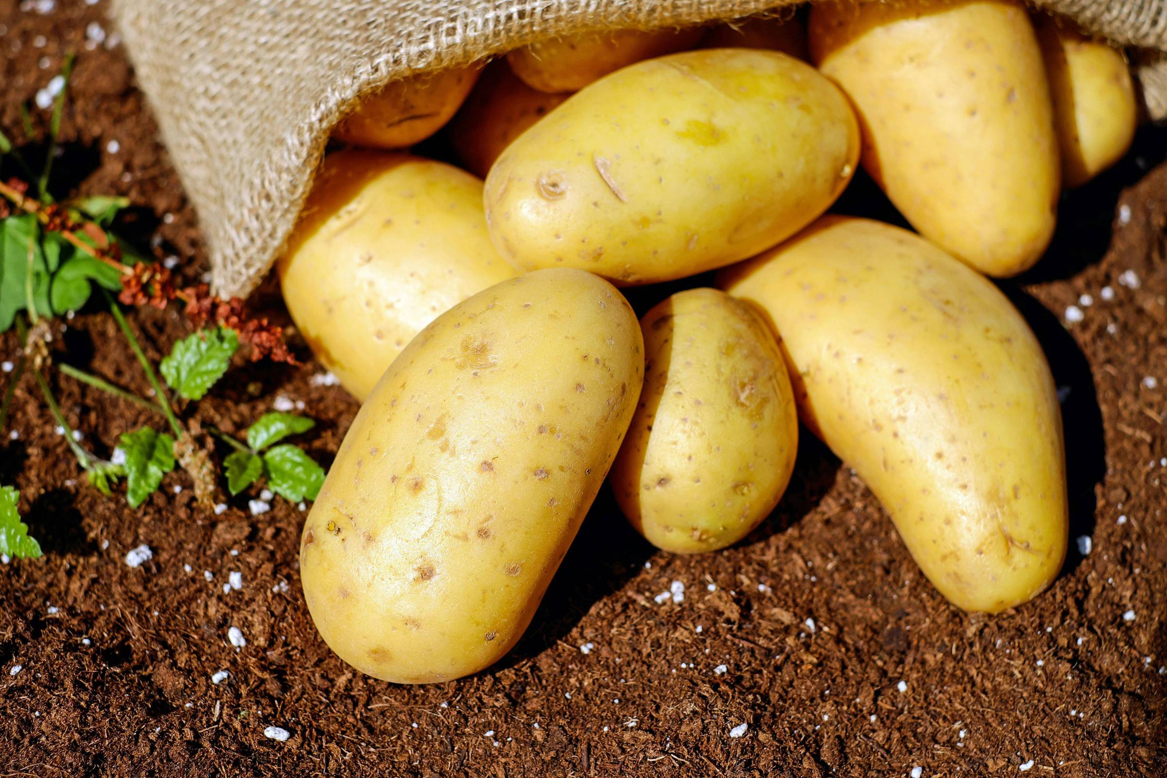 Batatas comuns: um alimento nutritivo e energético que reduz inflamação
