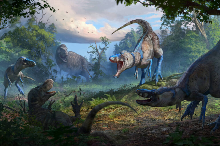 Nanotyrannus pode ser uma espécie distinta, não um jovem T. rex