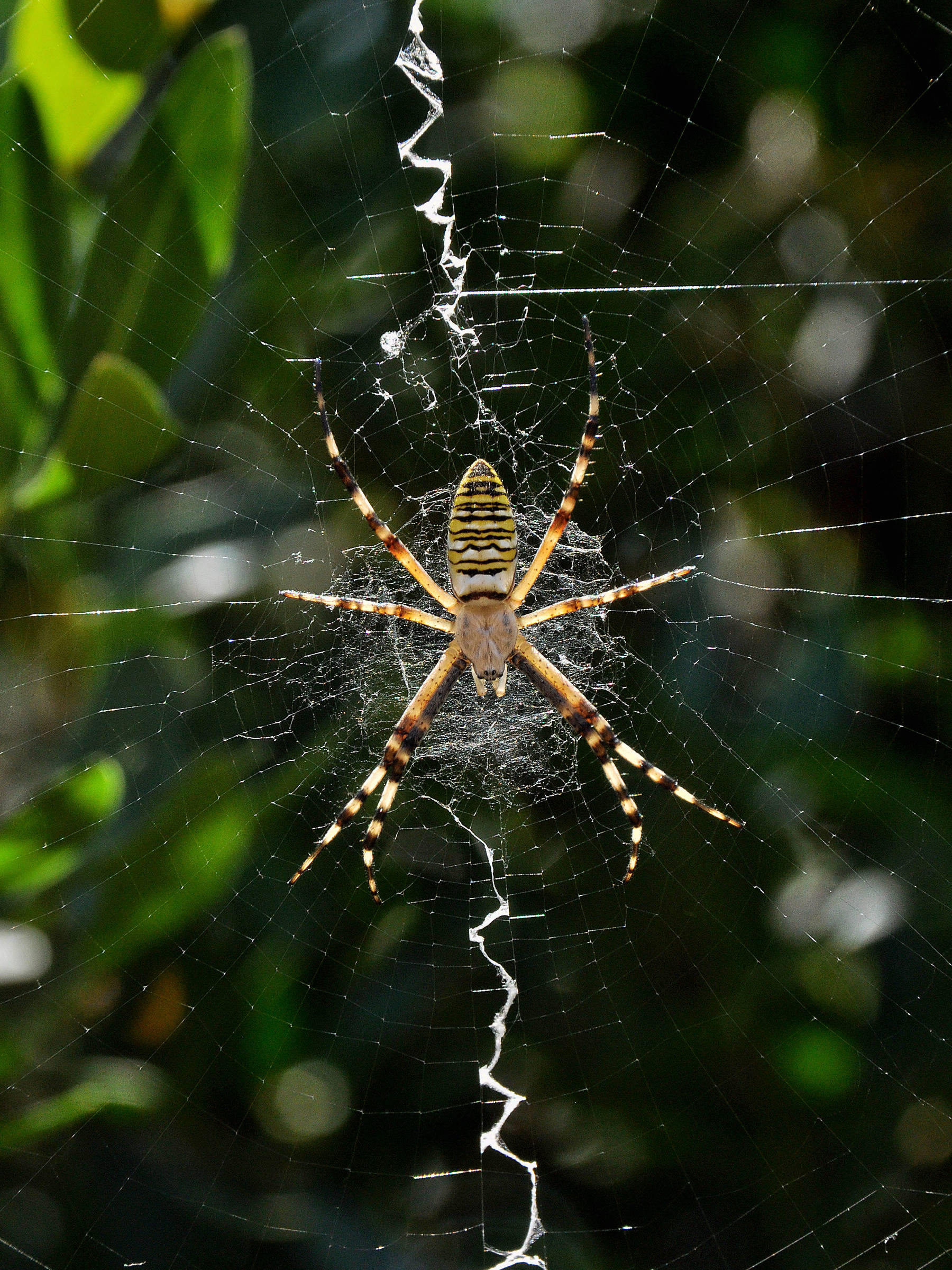 Estudo revela como decorações em teias ajudam aranhas a capturar presas