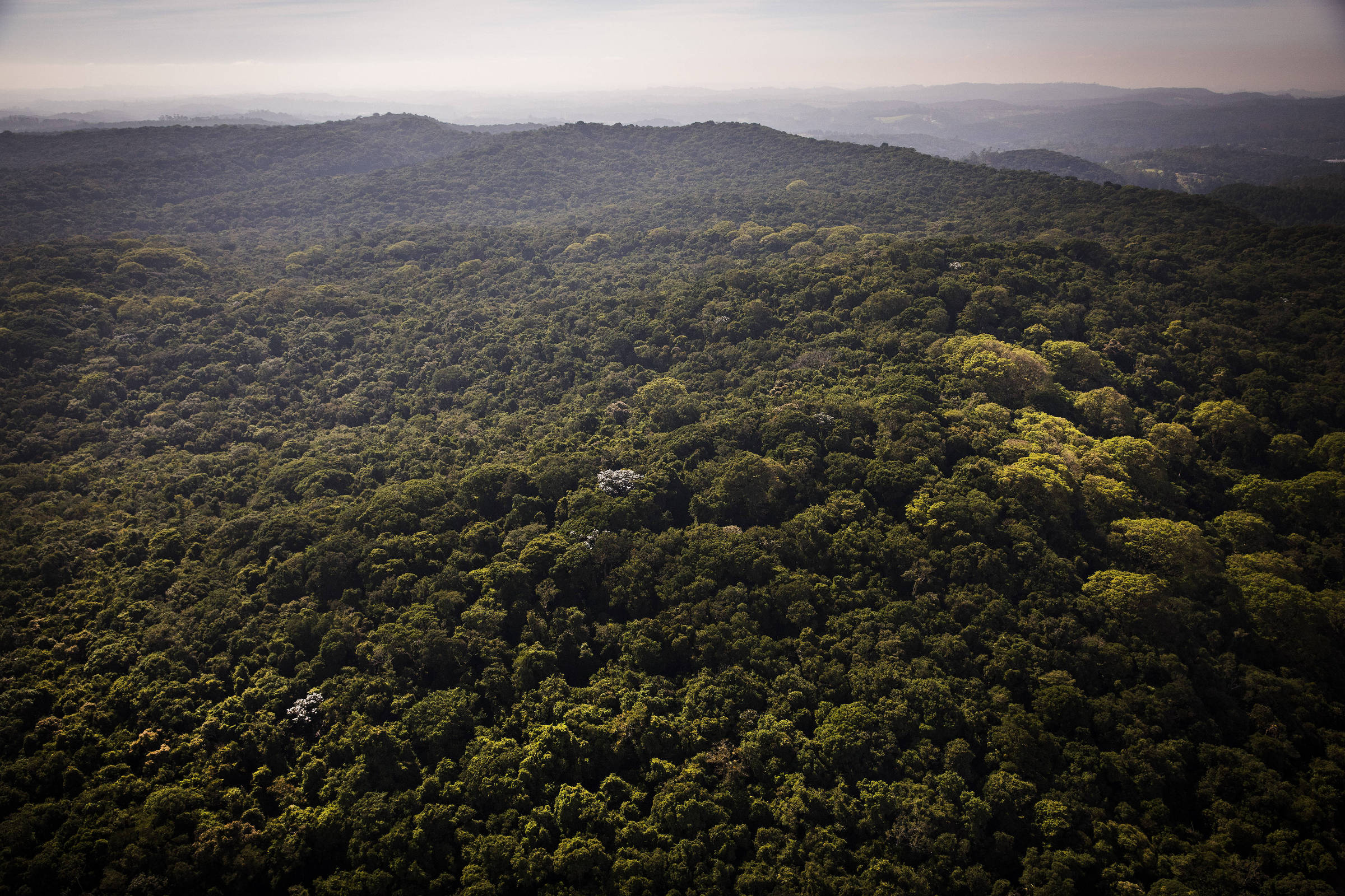 Governo de SP cria parque em reserva florestal de Cotia