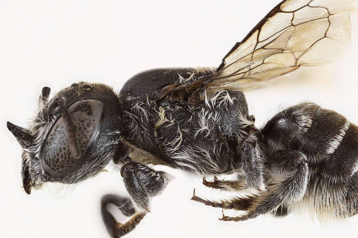 Nova abelha com chifres é batizada de ‘Lucifer’ por cientistas australianos