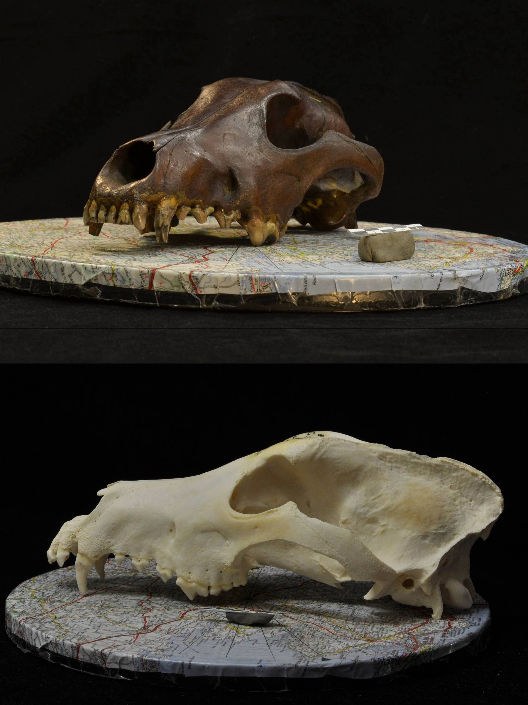 Diversidade de formas nos cães remonta a 8.000 anos, revela estudo