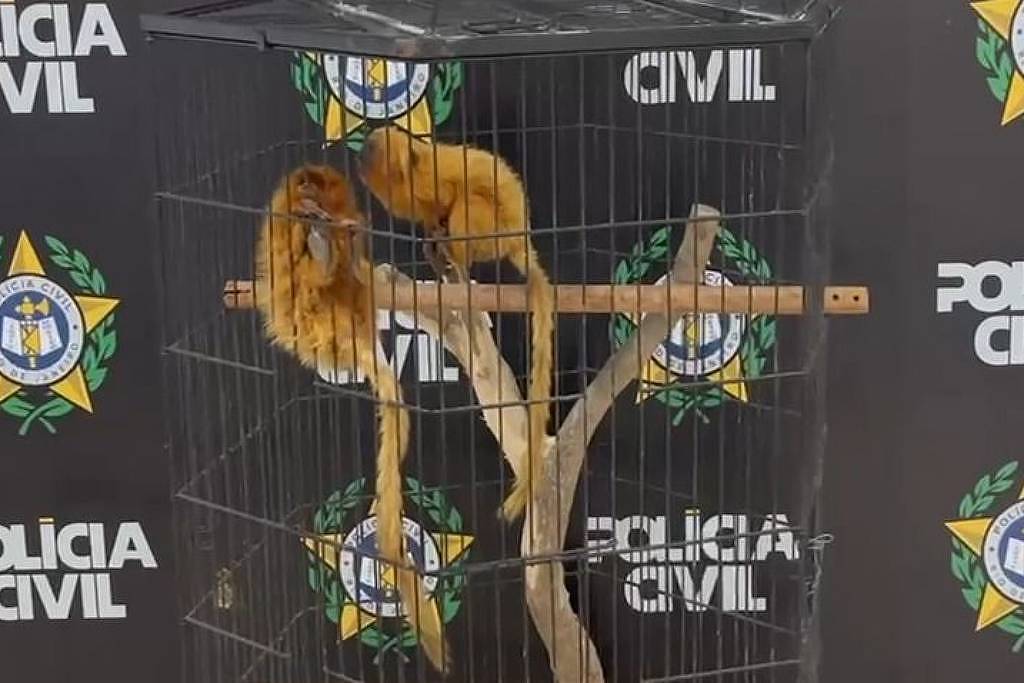 Denúncia contra dupla que oferecia micos-leões no WhatsApp no RJ