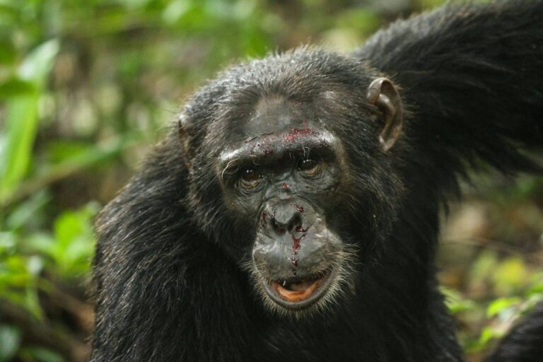 Chimpanzés 'guerreiros' mostram aumento na natalidade após conquista territorial