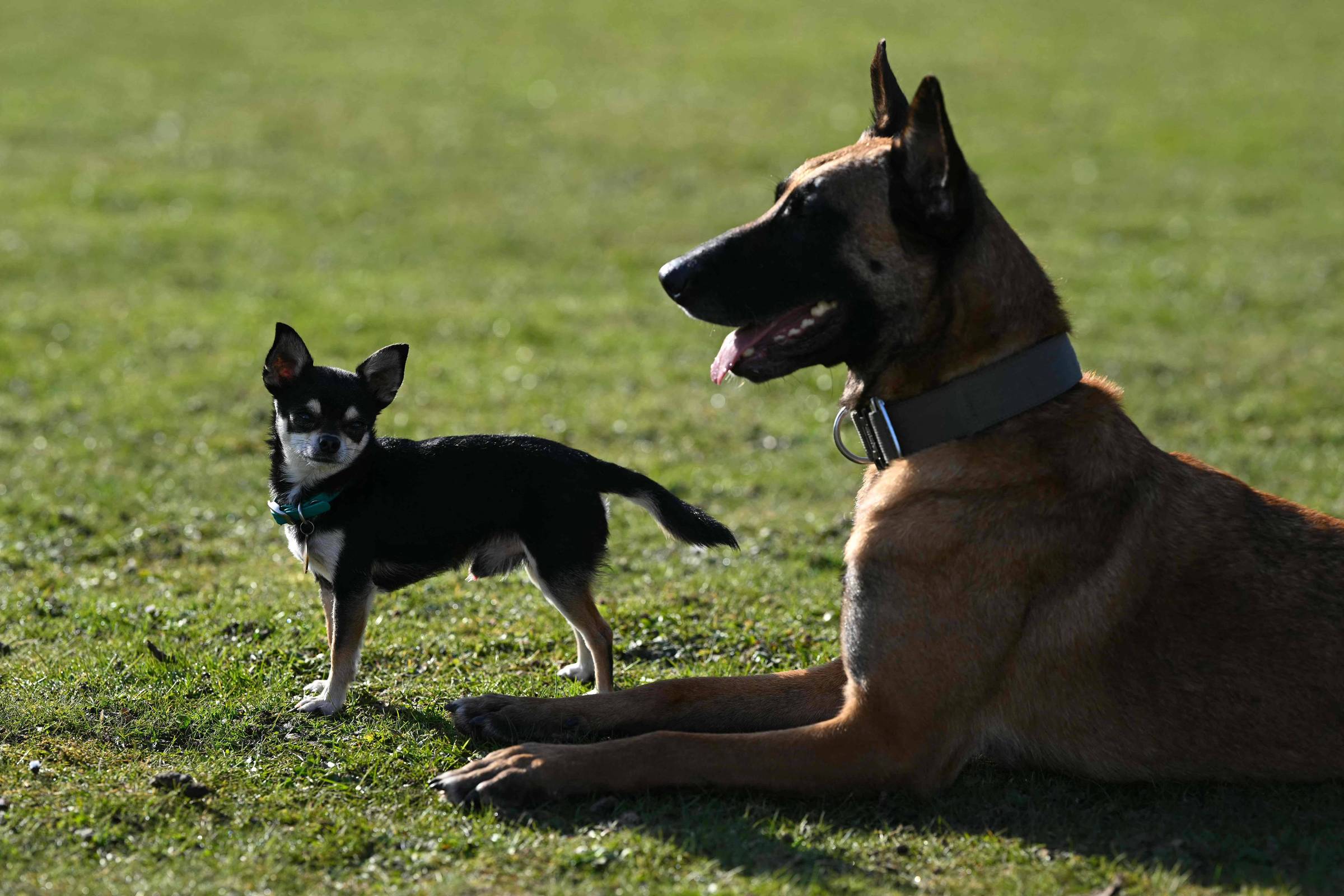 DNA de lobo revela traços em raças como labrador e chihuahua
