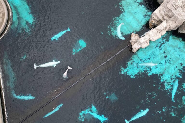 Baleias em cativeiro no Canadá enfrentam futuro incerto e ameaça de eutanásia