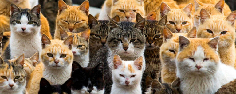 Estudo revela que gatos foram domesticados no norte da África