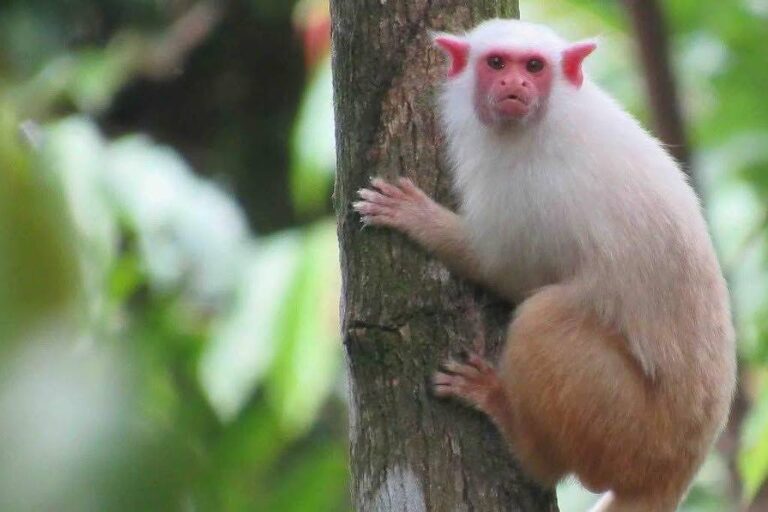 Esforço urgente para identificar espécies ameaçadas na Amazônia