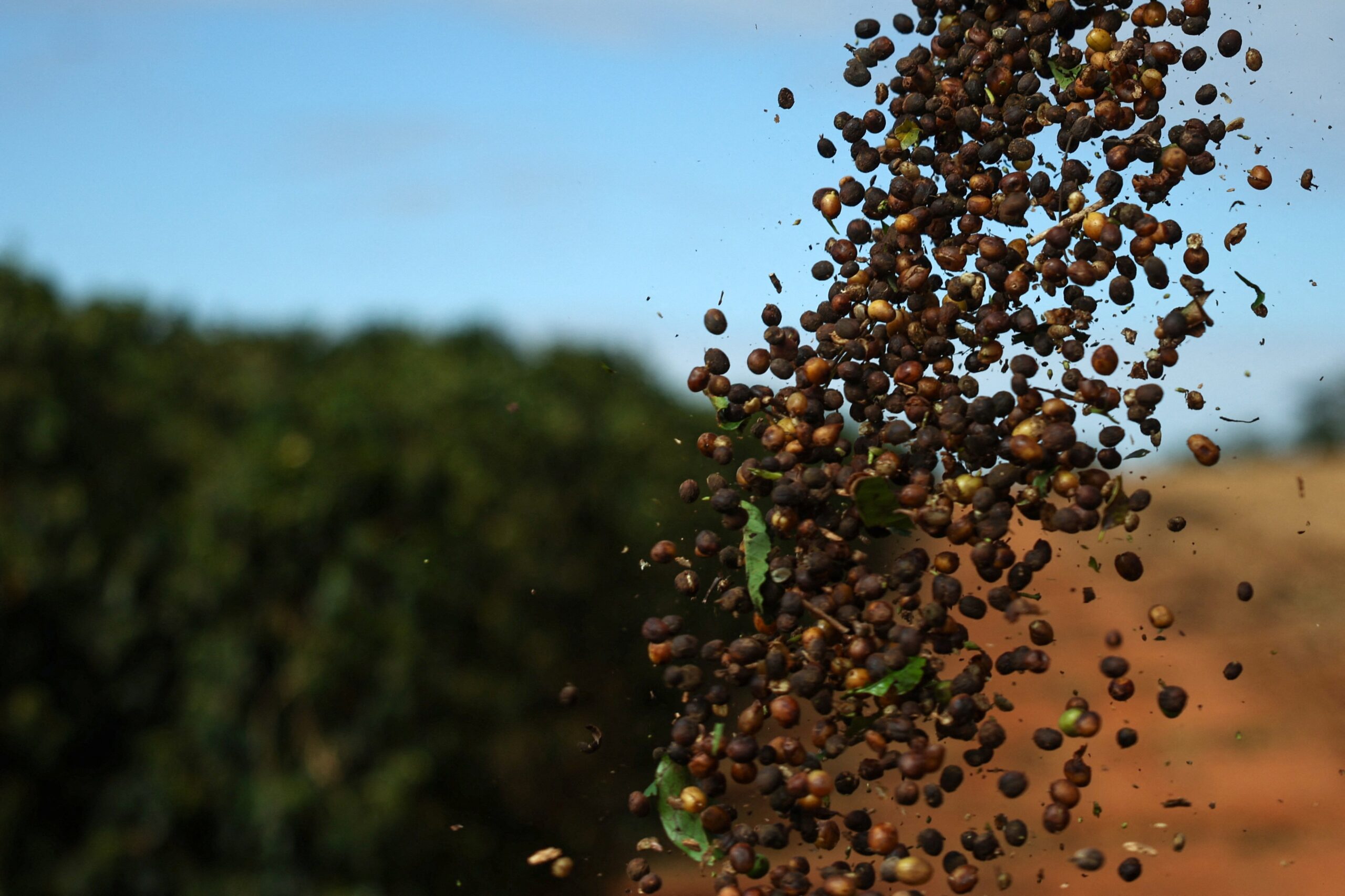 Café brasileiro renova esperanças de isenção tarifária