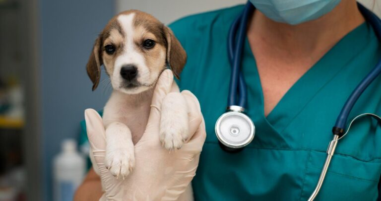 Câmara aprova penalização para exercício irregular da medicina veterinária