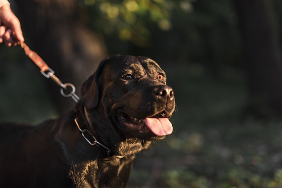 Idosa atacada por cães em Gravataí