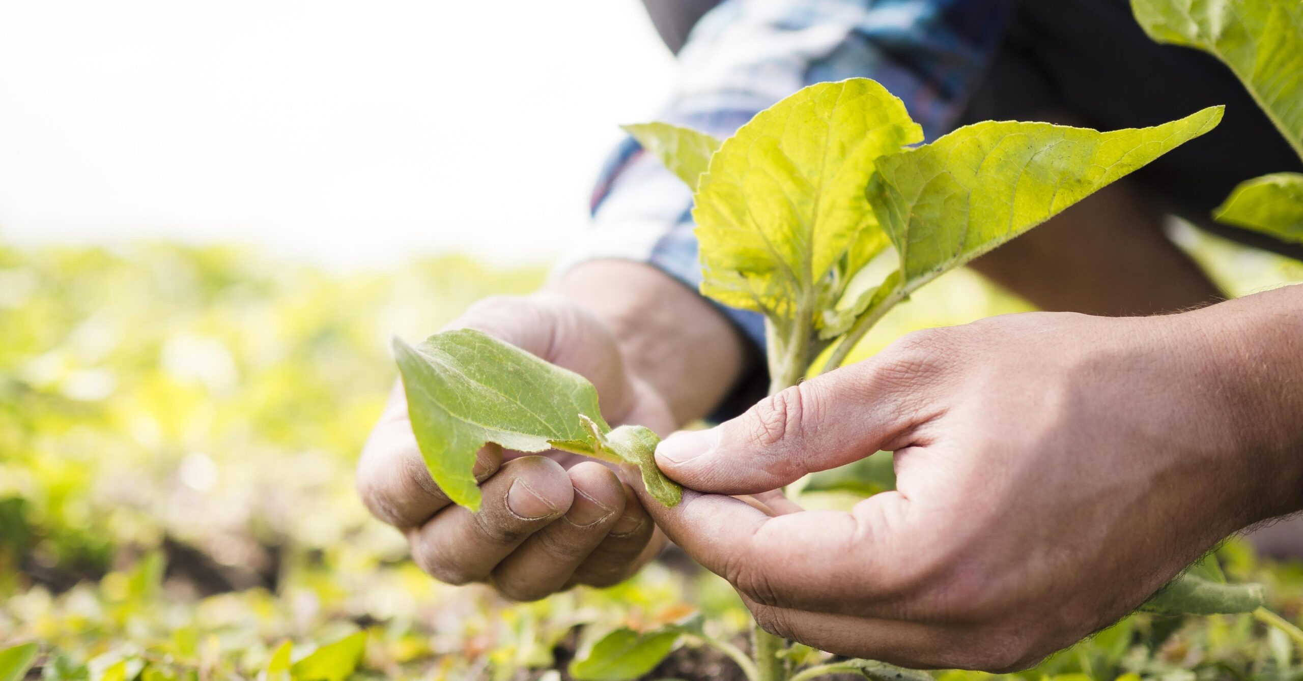 Medida provisória de R$ 12 bilhões para dívidas do setor agropecuário