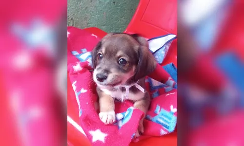 Arapongas realiza primeiro evento de adoção de cães e gatos