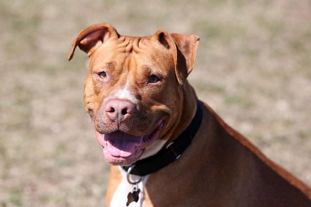 Criança de 3 anos é atacada por pitbull em Piraquara