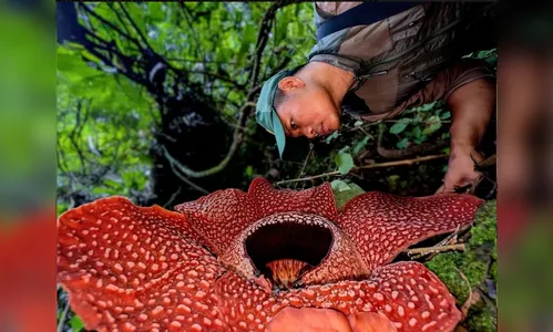 Pesquisadores descobrem flor raríssima após 13 anos de busca em Sumatra