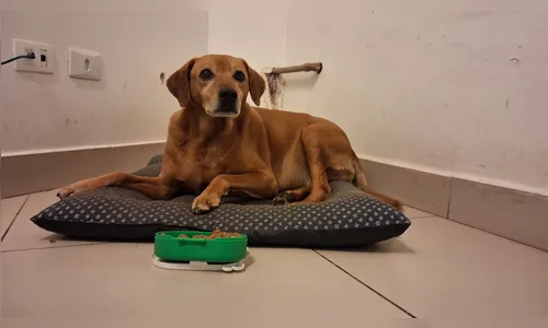 O vira-lata Juca se torna o xodó de Apucarana com sua rotina encantadora