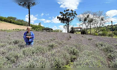 Turismo rural em Ivaiporã: lavanda, rosas e mel