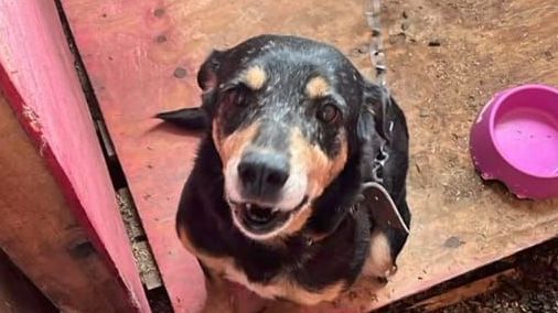 Ex-secretária usou cargo para matar cães resgatados em Canoas