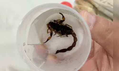 Acidentes com animais peçonhentos ocorrem a cada dois dias na região de Apucarana