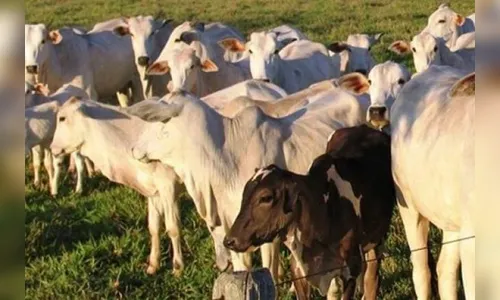 Vaca é morta a tiro após fuga em Borrazópolis