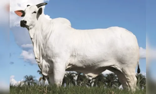 Vaca paranaense é leiloada por R$ 54 milhões, quebrando recordes mundiais