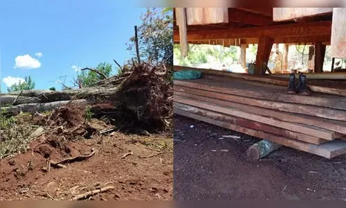 Desmatamento em área protegida no Paraná resulta em prisão