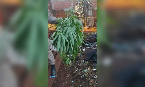 Homem é detido em Apucarana por cultivar maconha em casa