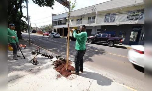Apucarana lança programa para arborização urbana e sustentabilidade