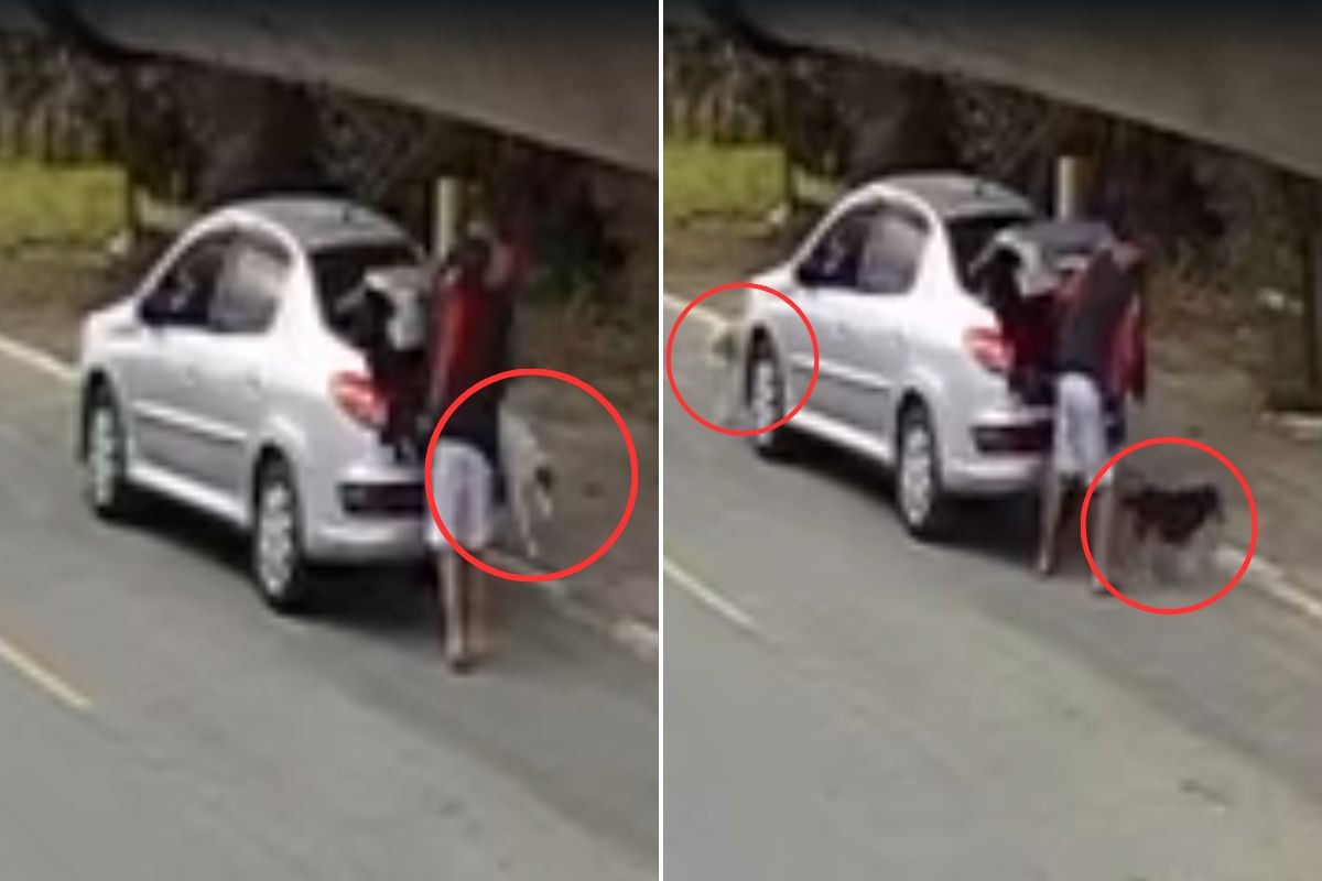 Homem é flagrado abandonando cachorros em Praia Grande