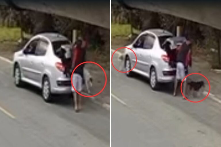 Homem não cometeu crime ao deixar cachorros na rua, diz polícia