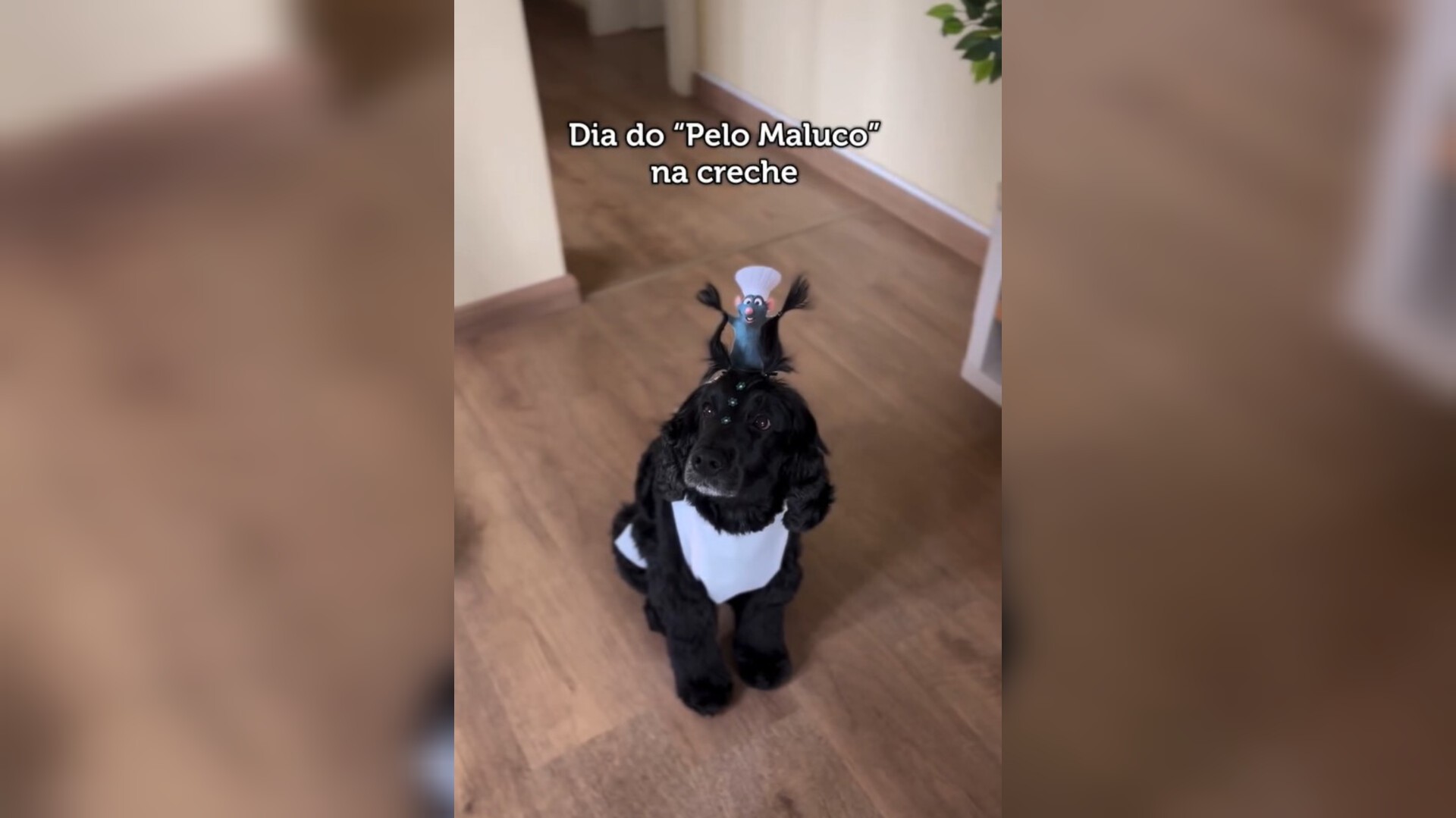 Cadela recebe penteado inspirado em filme para dia especial