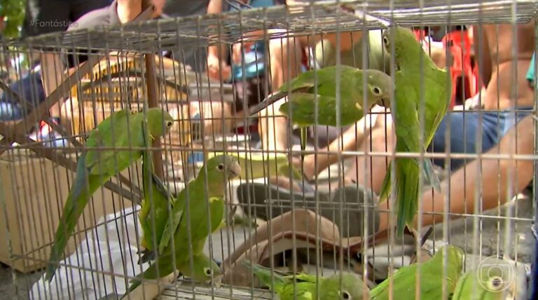 Ibama realiza operação contra tráfico de animais em Fortaleza