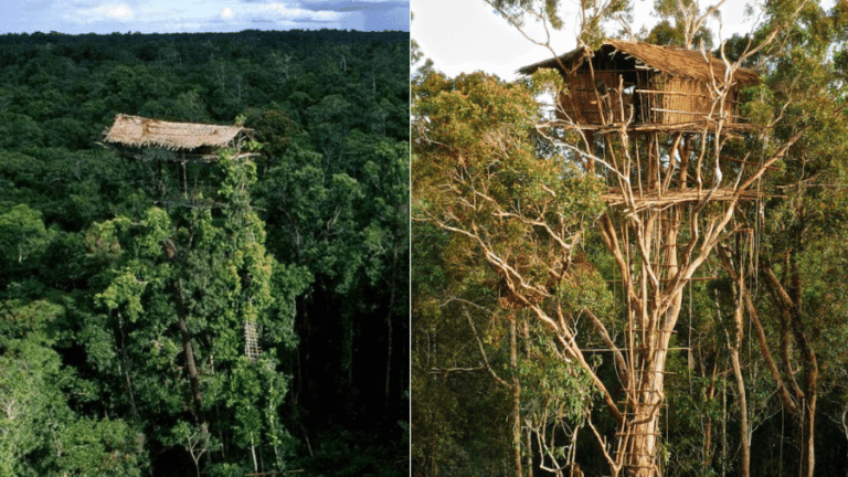 A vida nas alturas: comunidade Korowai na Indonésia