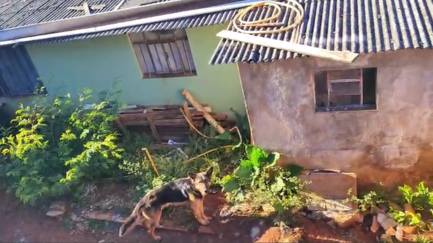 Cães resgatados após abandono em Cascavel