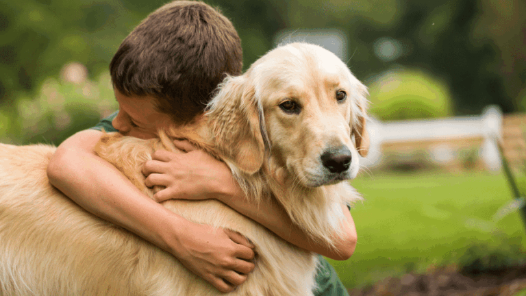 Semelhanças genéticas entre golden retrievers e humanos revelam raízes emocionais